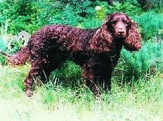 American Water Spaniel Rescue